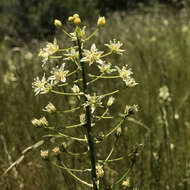 صورة Toxicoscordion fontanum (Eastw.) Zomlefer & Judd