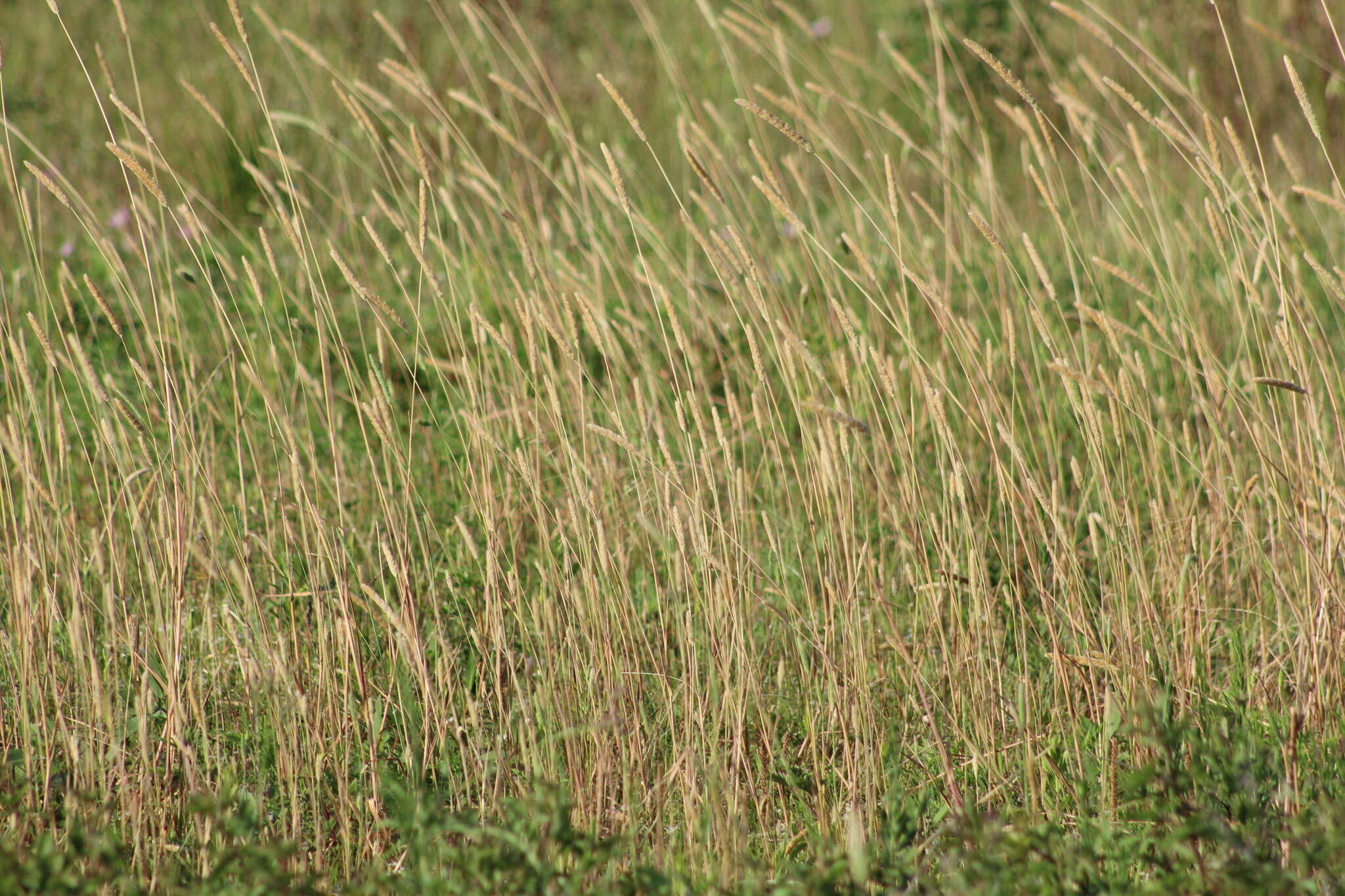 Image of timothy canarygrass