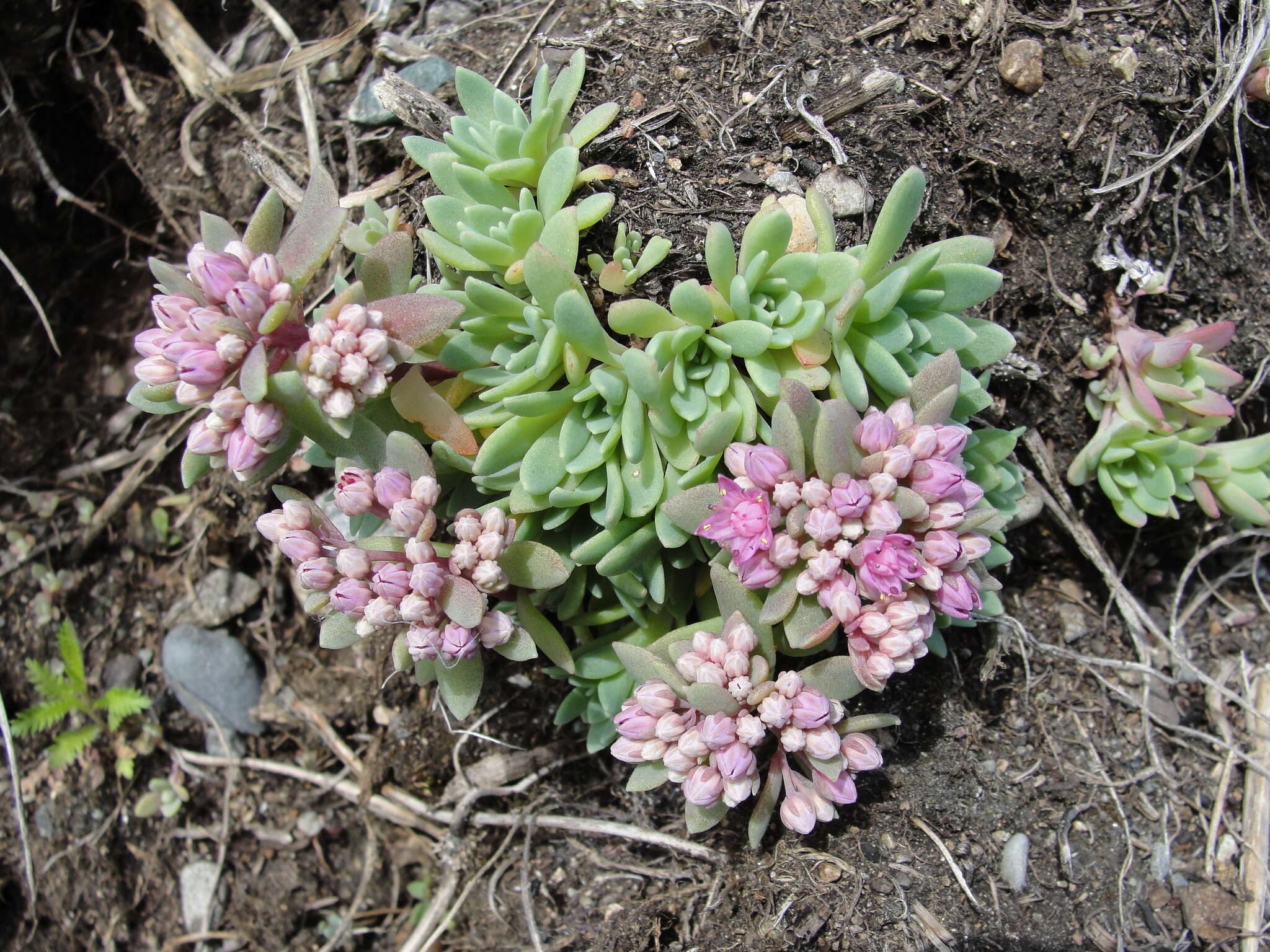 Image of Hylotelephium cyaneum (J. Rudolph) H. Ohba