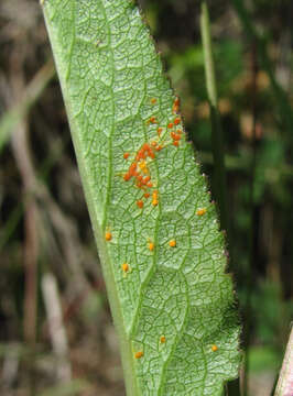 Imagem de Coleosporium