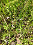 Phyla nodiflora (L.) Greene resmi