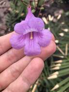 Image of Jacaranda irwinii A. H. Gentry