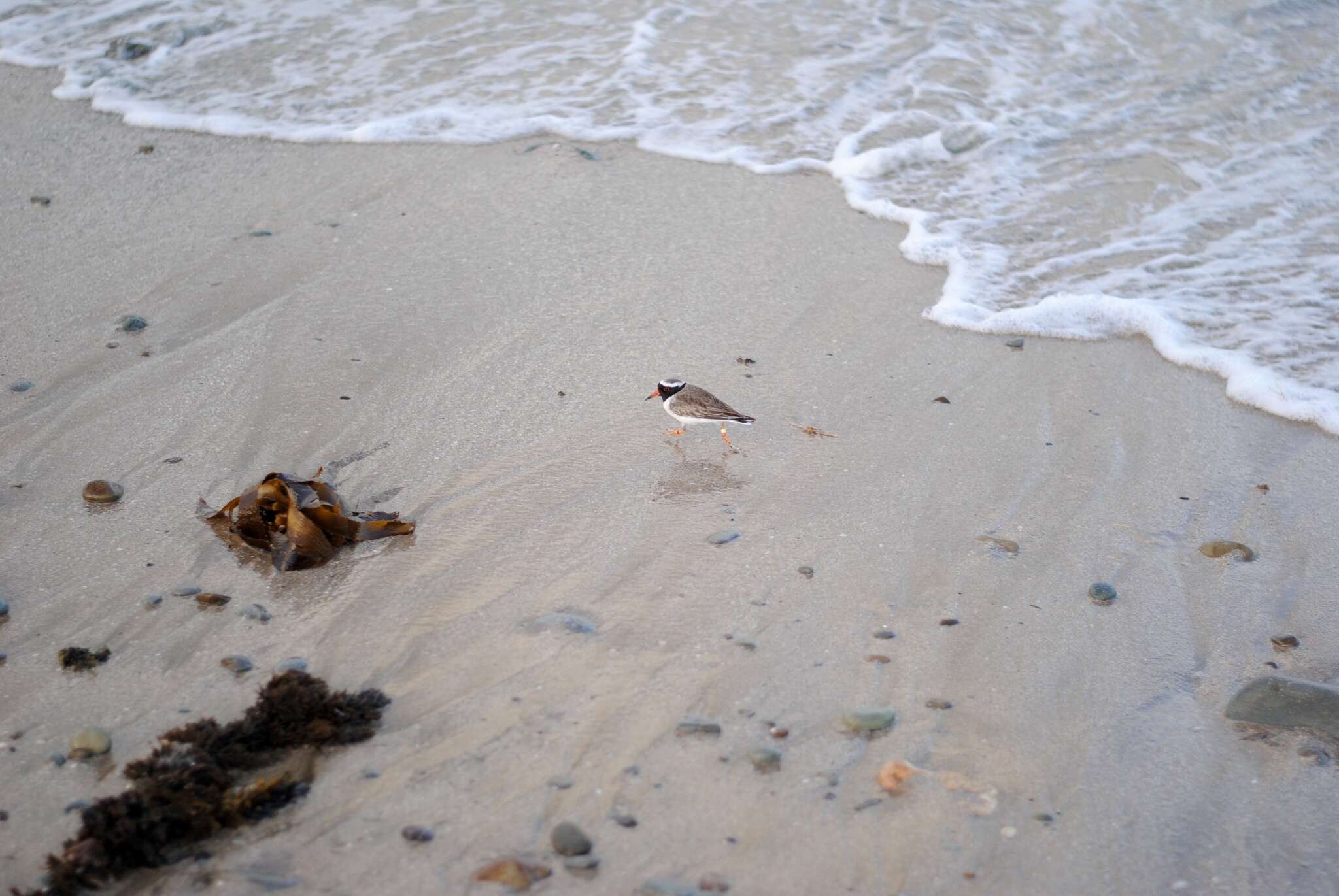 Image of Shore Dotterel