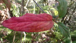 Image de Viburnum urceolatum Sieb. & Zucc.