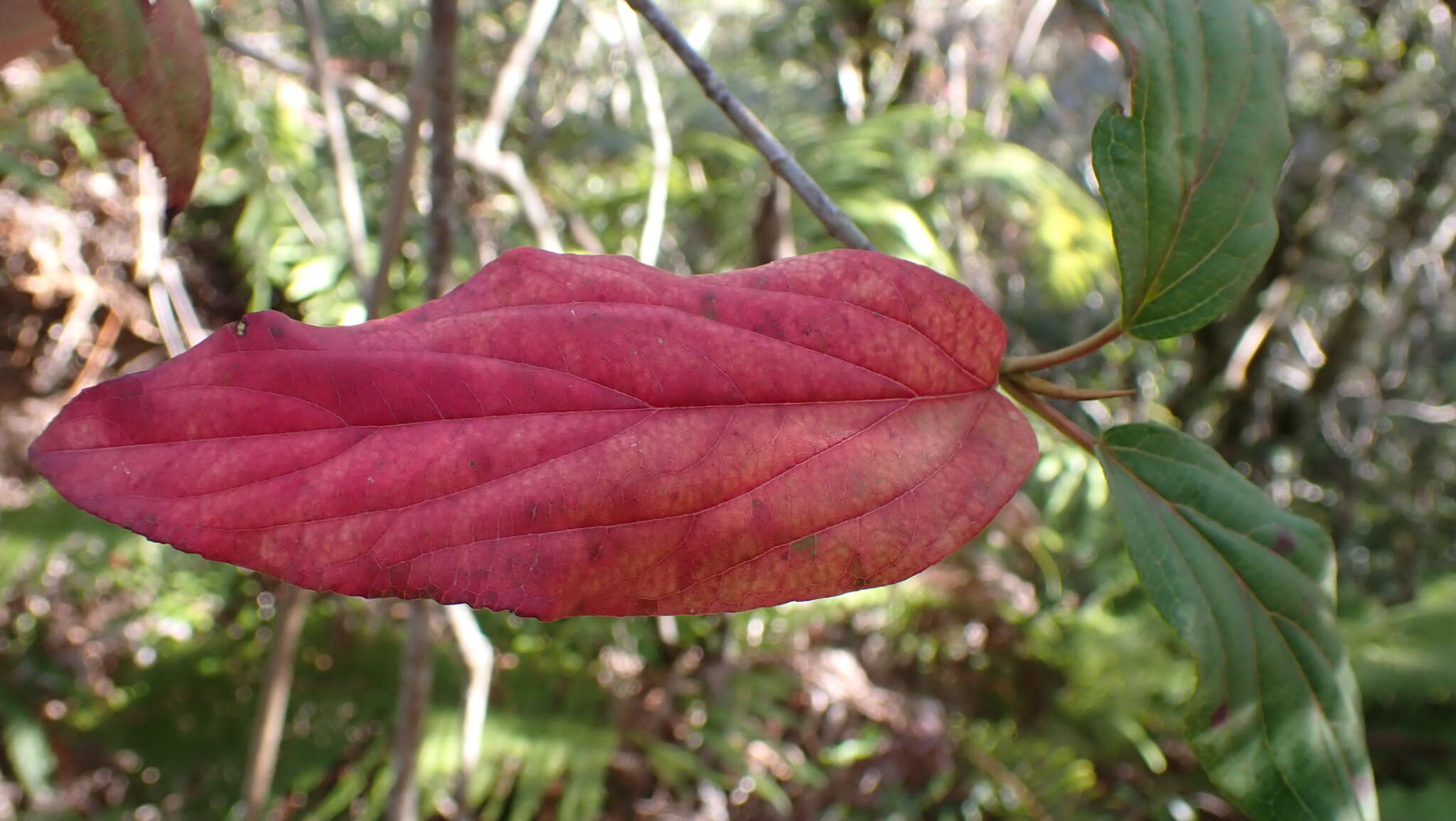 Image de Viburnum urceolatum Sieb. & Zucc.