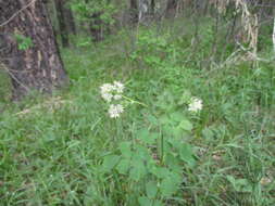 Image of Thalictrum petaloideum L.