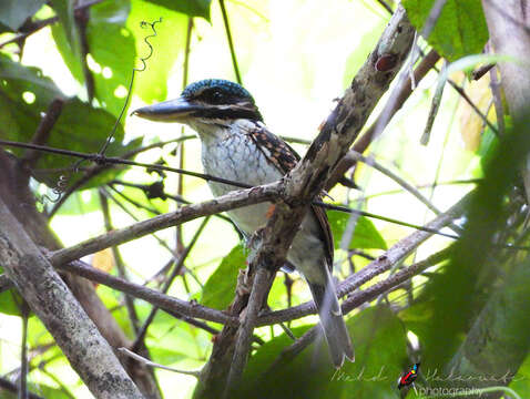 صورة Melidora macrorrhina macrorrhina (Lesson & R 1827)