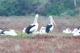 Image of Australian Pelican