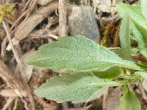 Viola arvensis subsp. arvensis的圖片