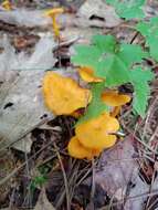 Image of Craterellus ignicolor (R. H. Petersen) Dahlman, Danell & Spatafora 2000