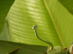 Image of Leptophis ahaetulla nigromarginatus (Günther 1866)