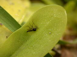 Image of Pinguicula caussensis (Casper) Roccia