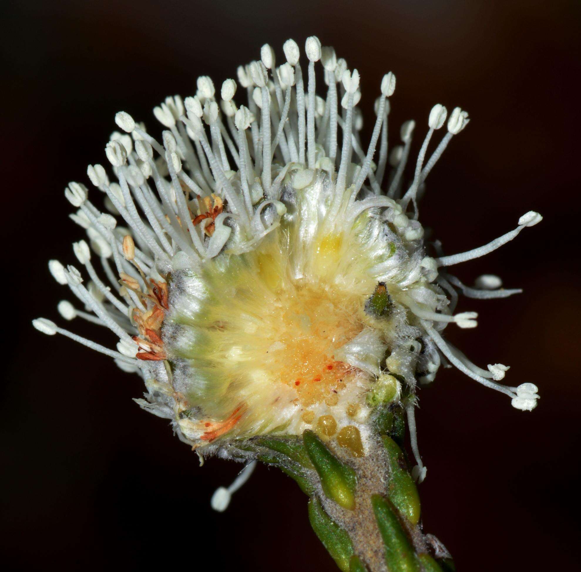 Image of Brunia laevis Thunb.