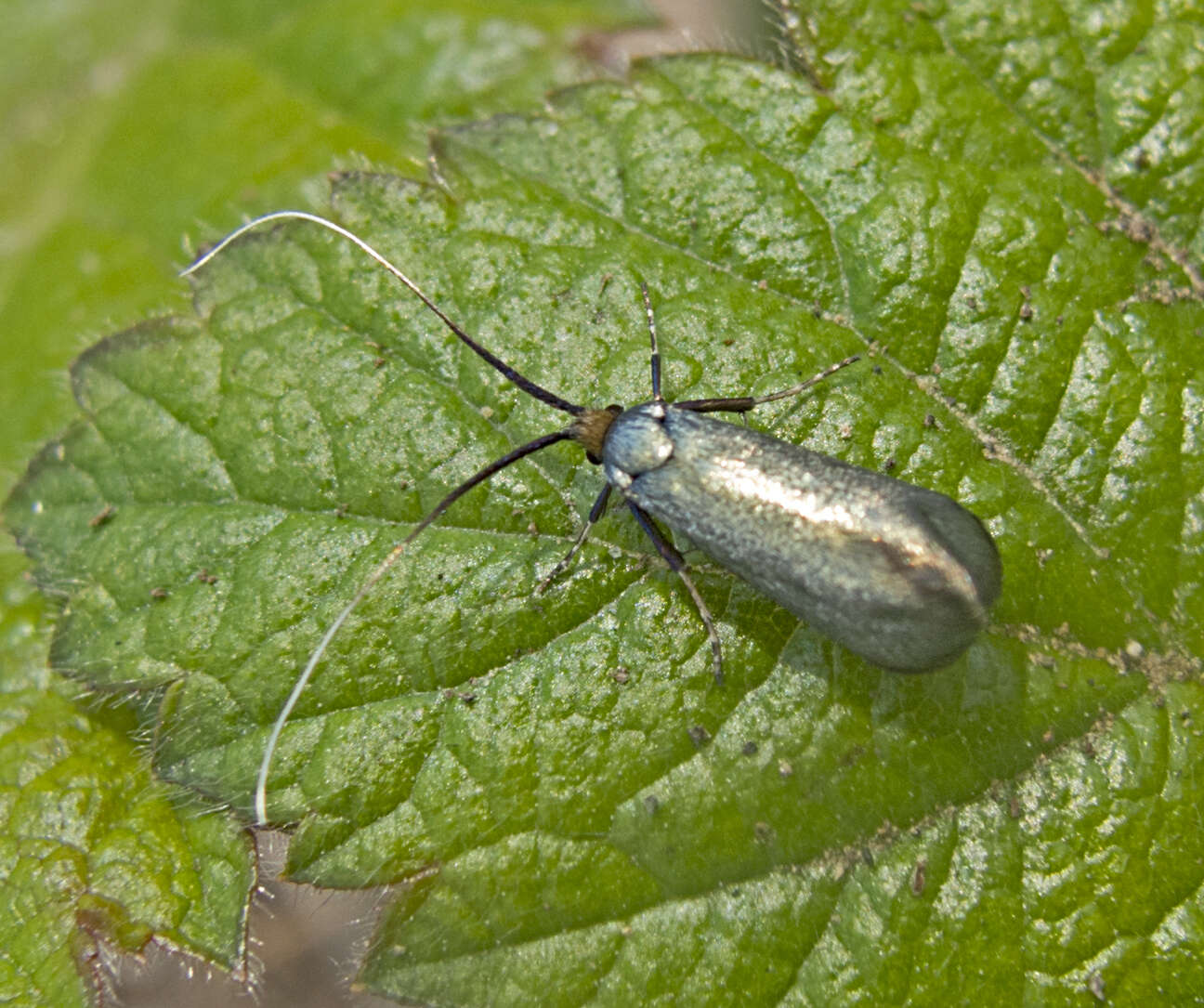 Image of Adela reaumurella Duponchel 1838