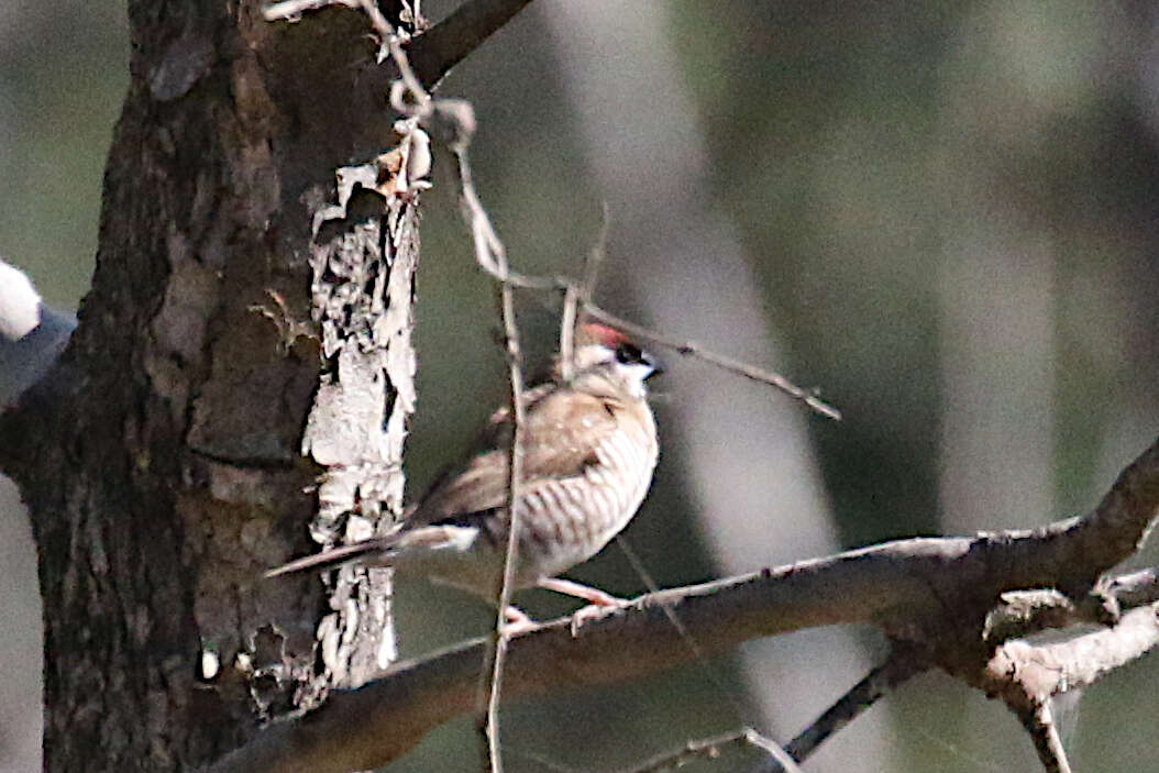 Image of Plum-headed Finch