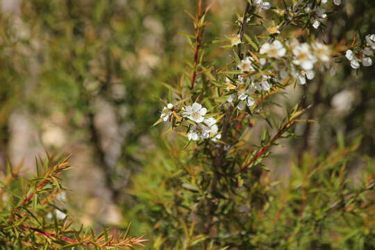 Image of Leptospermum continentale J. Thompson