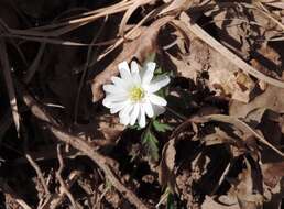 Image of blue anemone