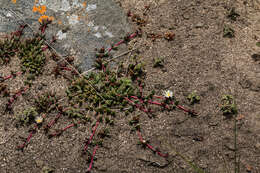 Image of Delosperma subpetiolatum L. Bol.