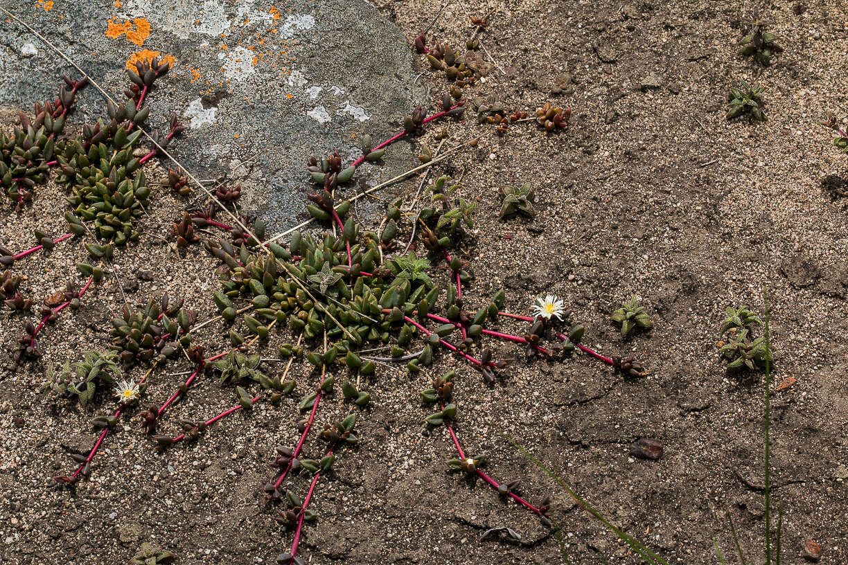 Image of Delosperma subpetiolatum L. Bol.