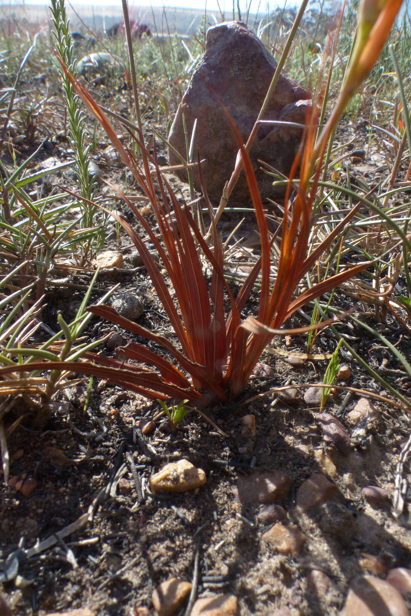 Image of Tritonia flabellifolia var. flabellifolia