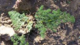 Image de Lomatium dasycarpum subsp. dasycarpum
