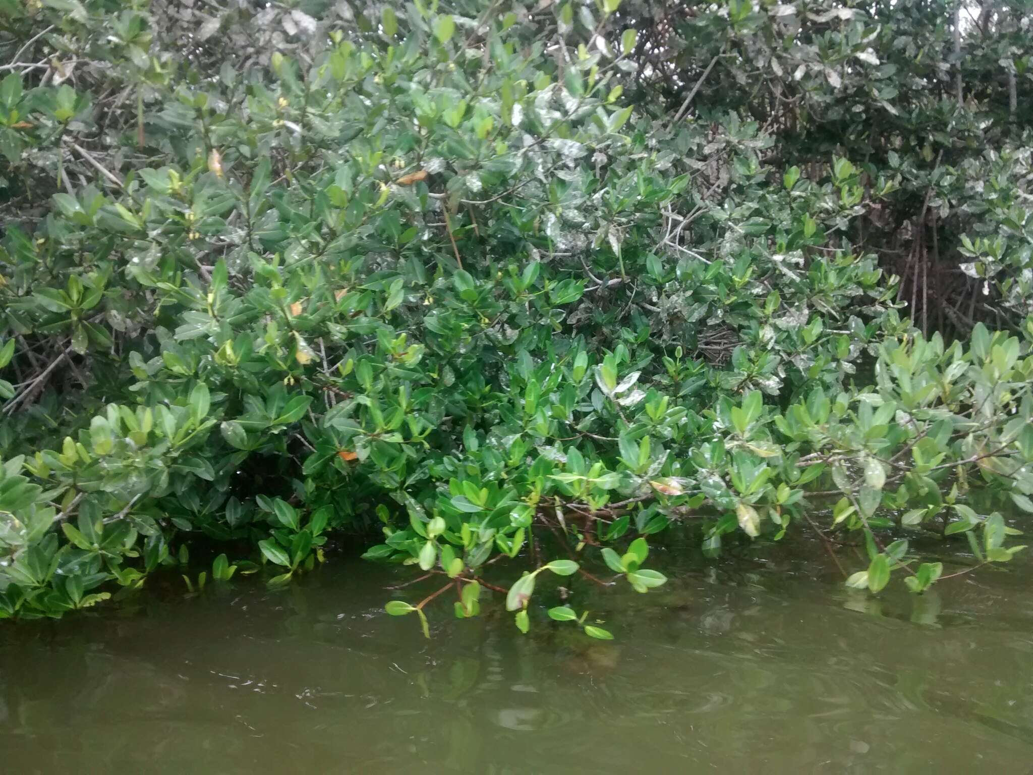 Image of red mangrove