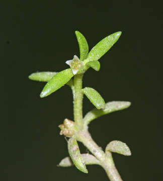 Image of water pygmyweed