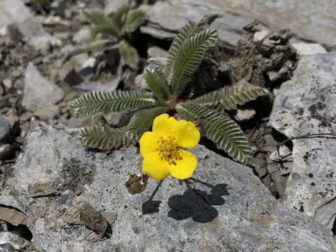 Image of Argentina tugitakensis (Masam.) Soják