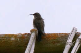 صورة Oreotrochilus chimborazo (Delattre & Bourcier 1846)