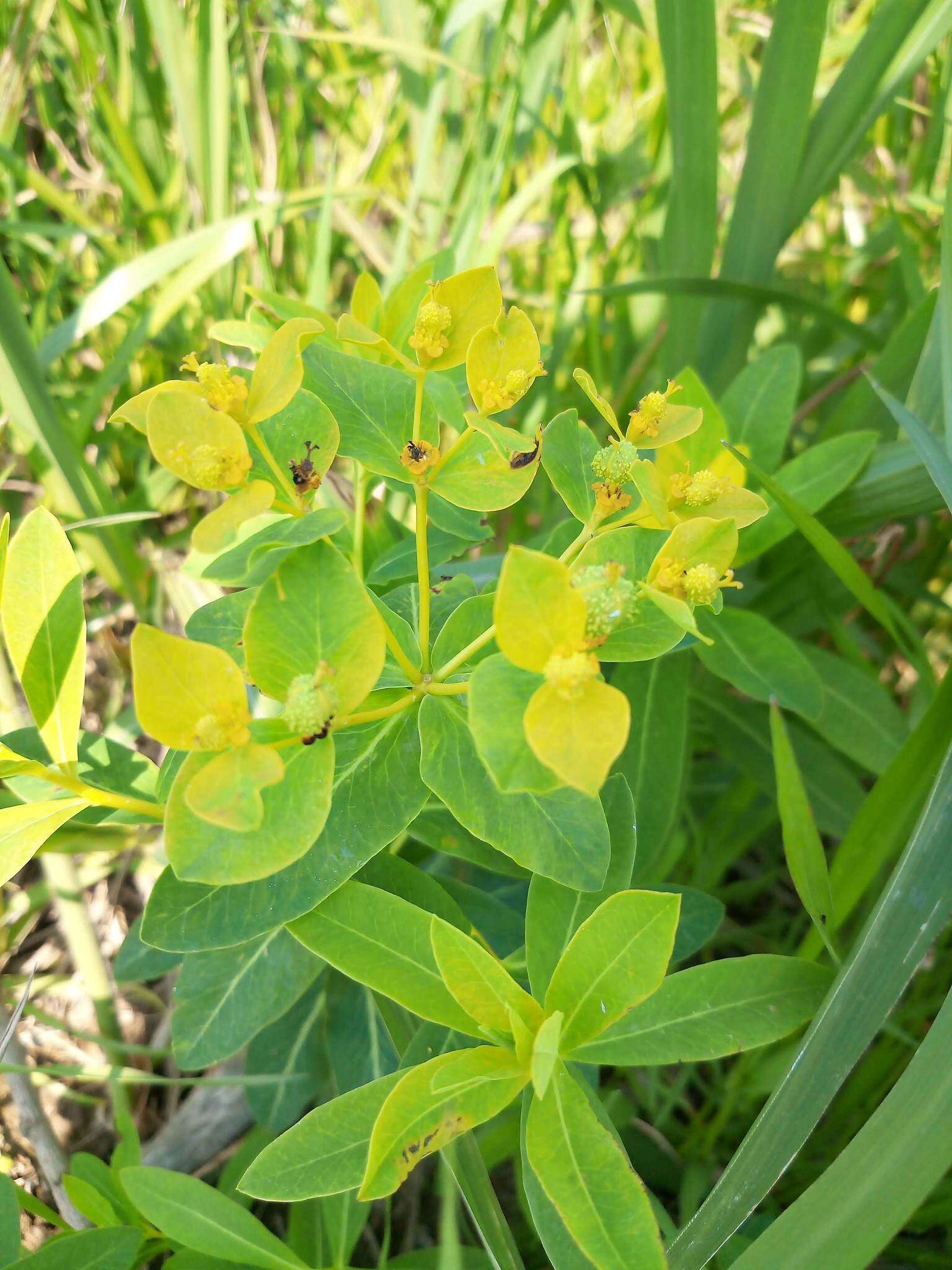 Image of Euphorbia adenochlora C. Morren & Decne.