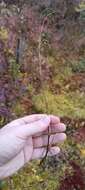 Image of Wahlenberg's Wood-Rush