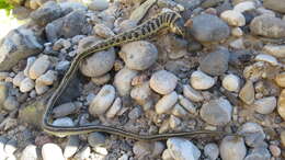 Imagem de Thamnophis cyrtopsis collaris (Jan 1863)