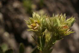 Image of Potentilla valderia L.