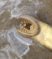 Image of Silver Lamprey