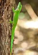 Image de Phelsuma grandis Gray 1870