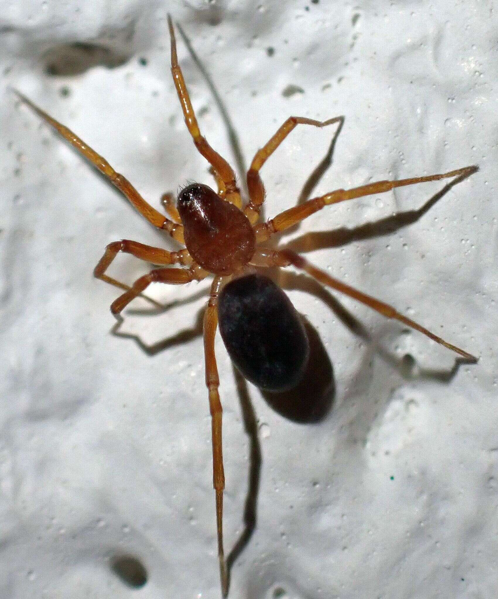 Image of European Ant-eating Spider