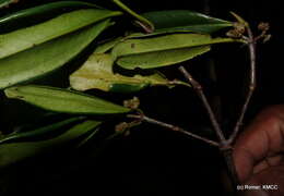 Image of Carallia brachiata (Lour.) Merr.