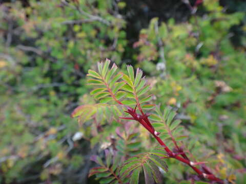 Image of Rosa morrisonensis Hayata