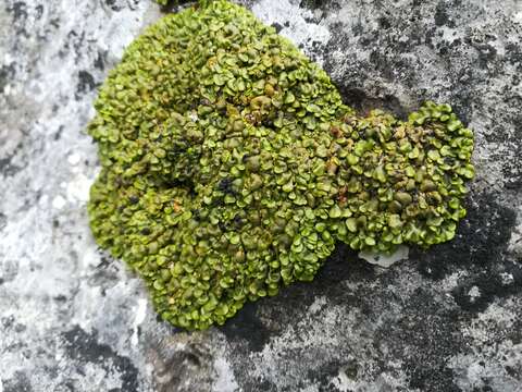 Image of Texas xanthopsorella lichen