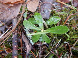 Image of Chimaphila umbellata subsp. umbellata