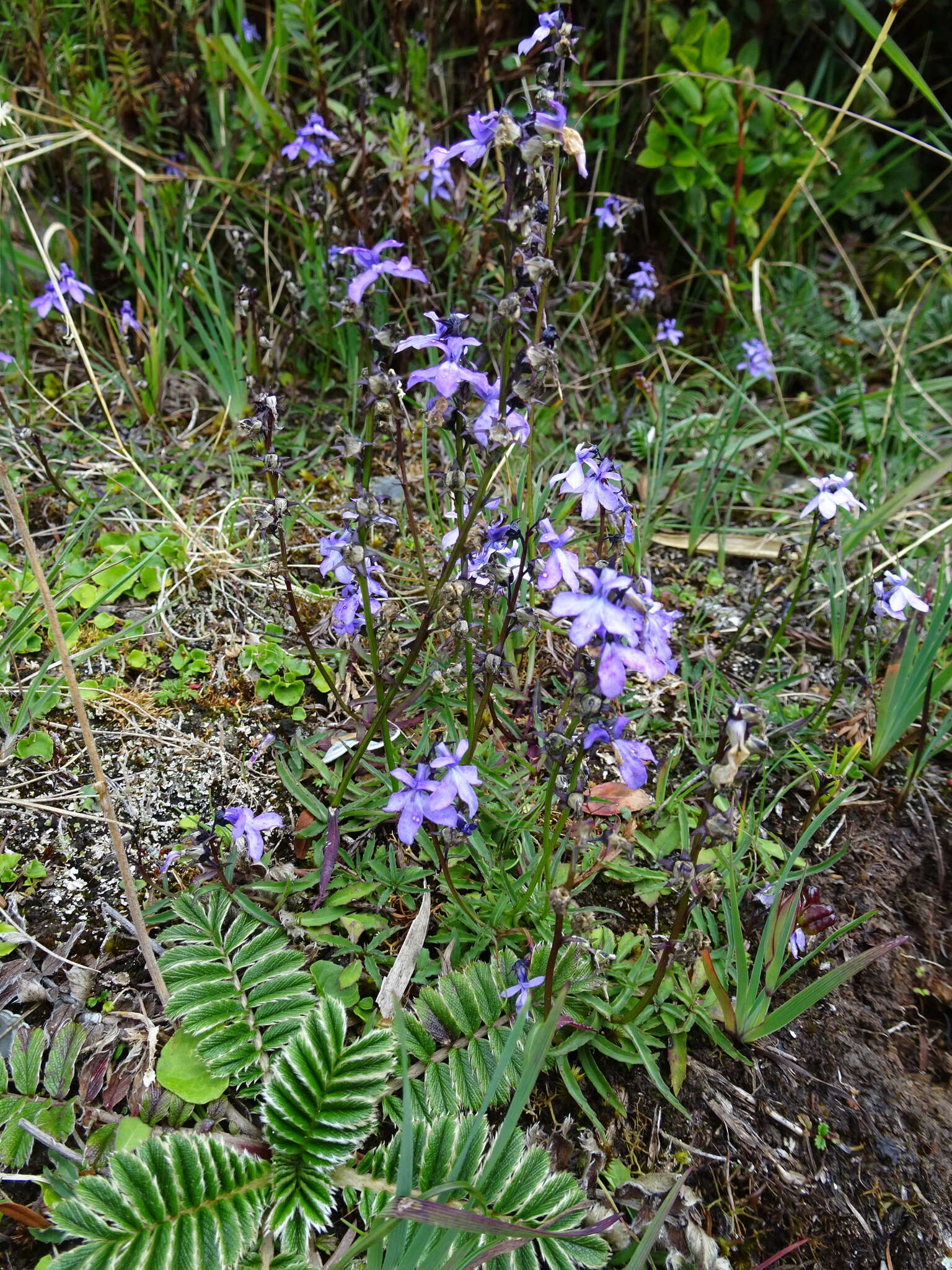 Plancia ëd Lobelia irasuensis Planch. & Oerst.