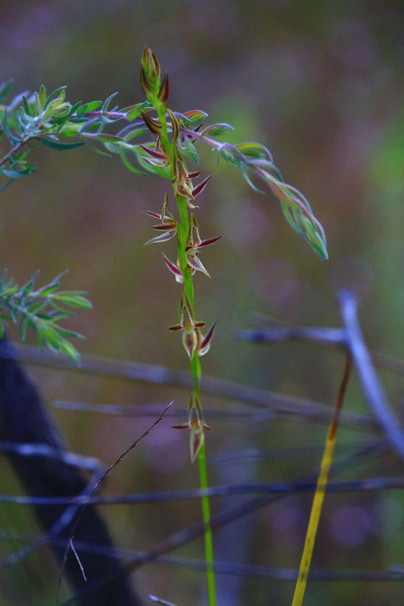 Image of Swamp leek orchid