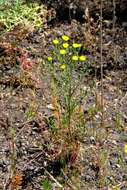 Image of Cleveland's desertdandelion