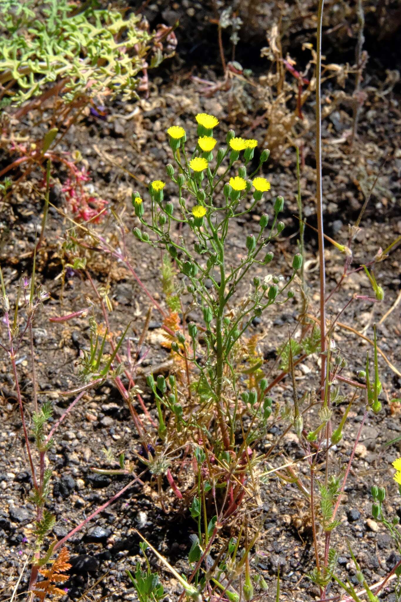 Image of Cleveland's desertdandelion