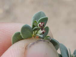 صورة Euphorbia cinerascens Engelm.