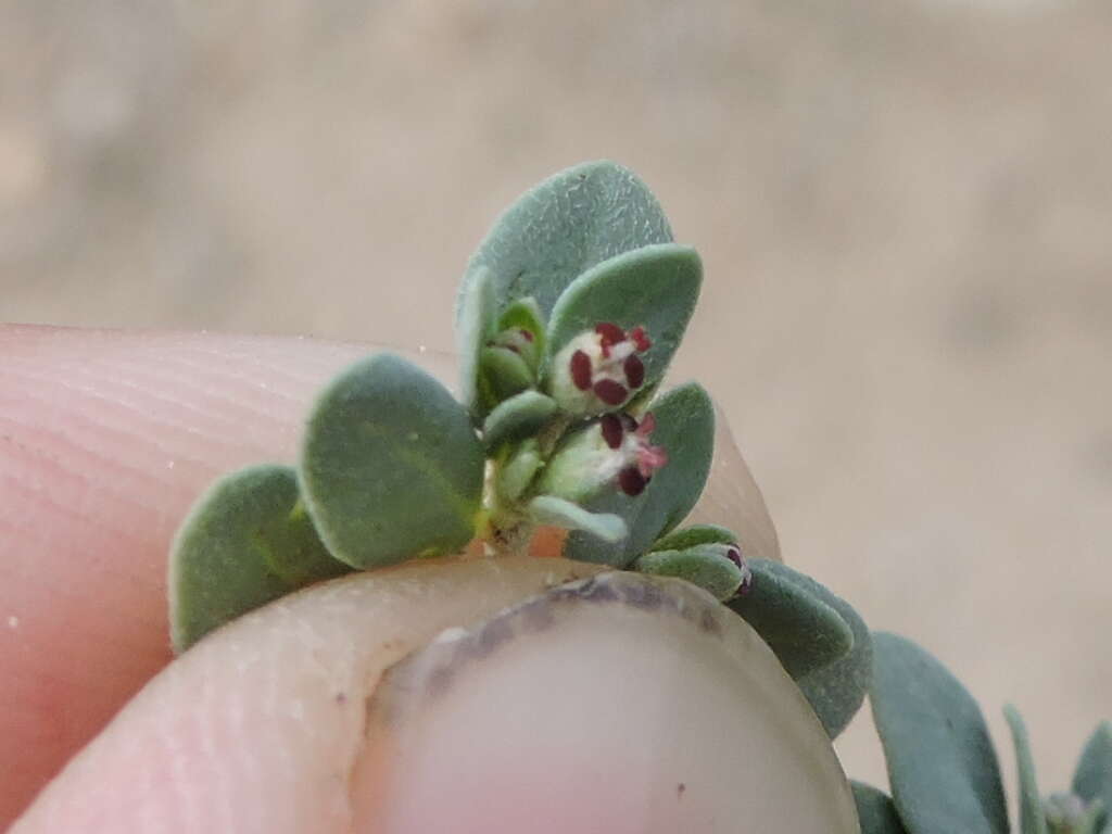 صورة Euphorbia cinerascens Engelm.