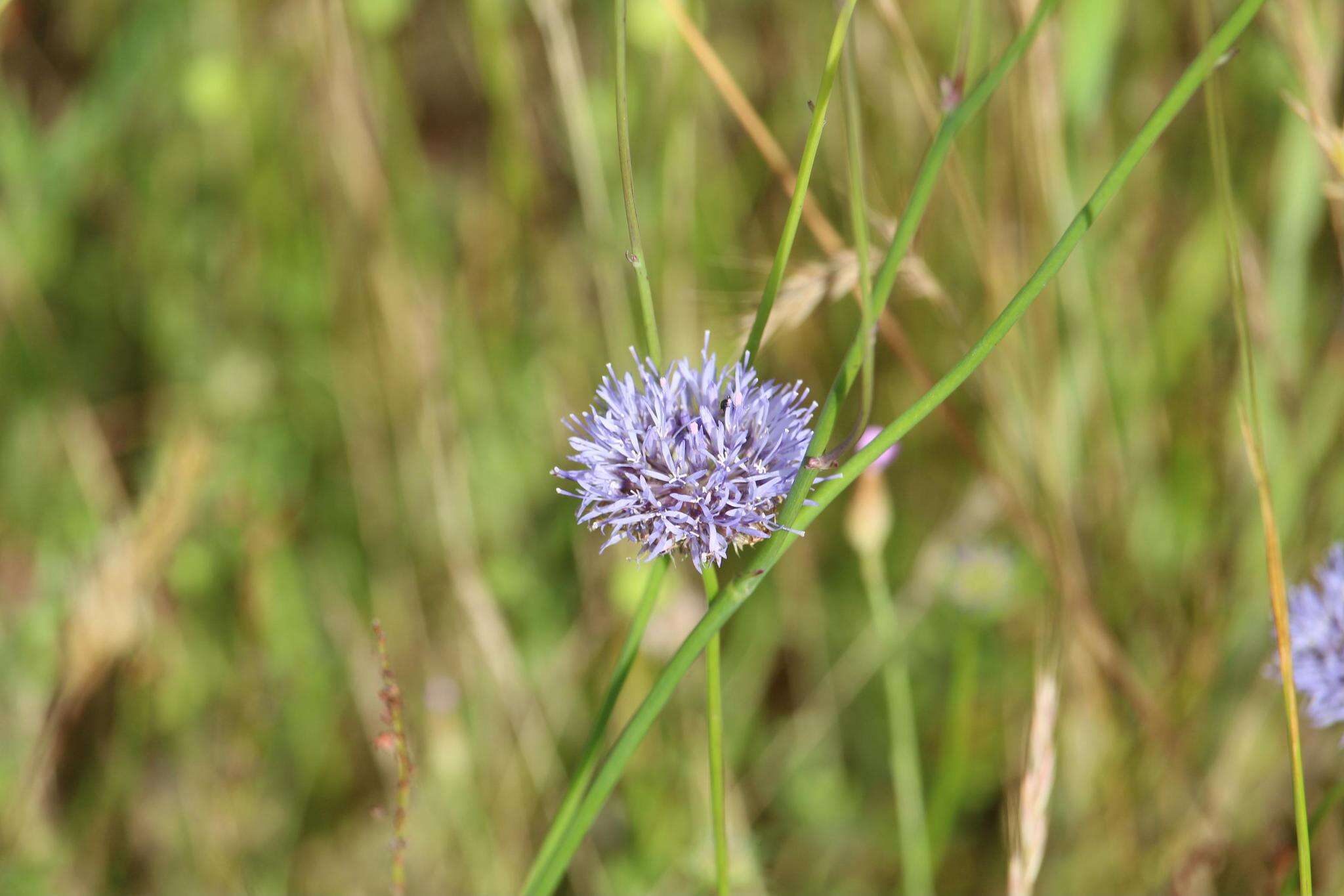 Image de jasione des montagnes