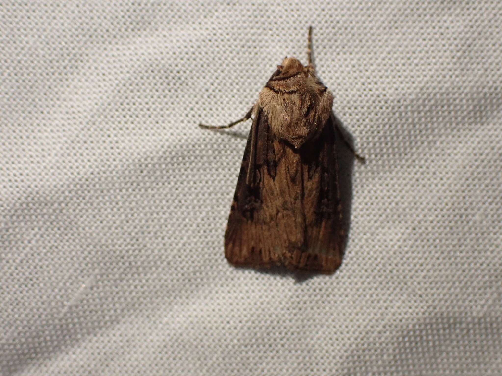 صورة Agrotis stigmosa Morris 1874