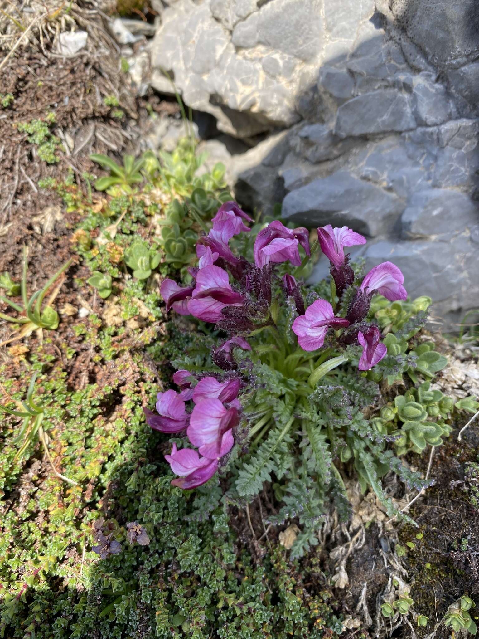 Image de Pedicularis asplenifolia Floerke ex Willd.