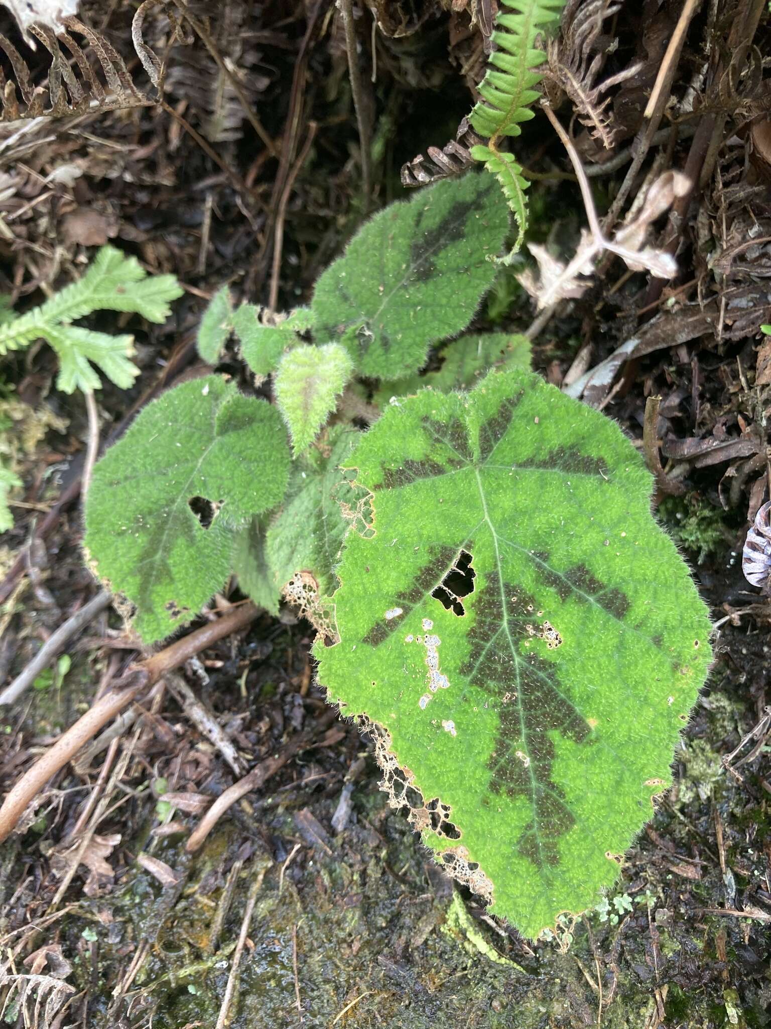 Image of Rubus amphidasys Focke